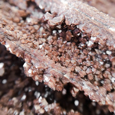 Petrified Wood with Quartz Druze
