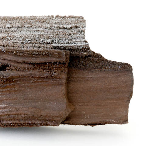 Petrified Wood with Quartz Druze
