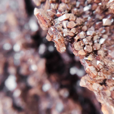 Petrified Wood with Quartz Druze