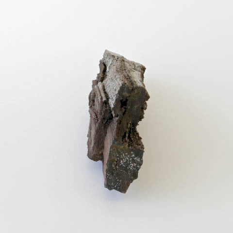 Petrified Wood with Quartz Druze