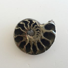 pyritized ammonite place 8 healing