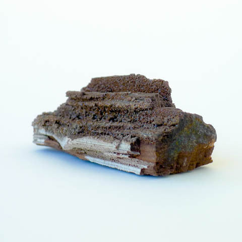 Petrified Wood with Quartz Druze